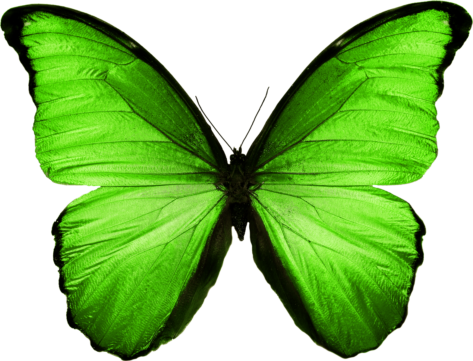 green butterfly