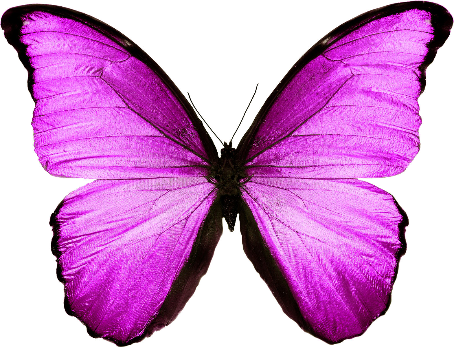 pink butterfly