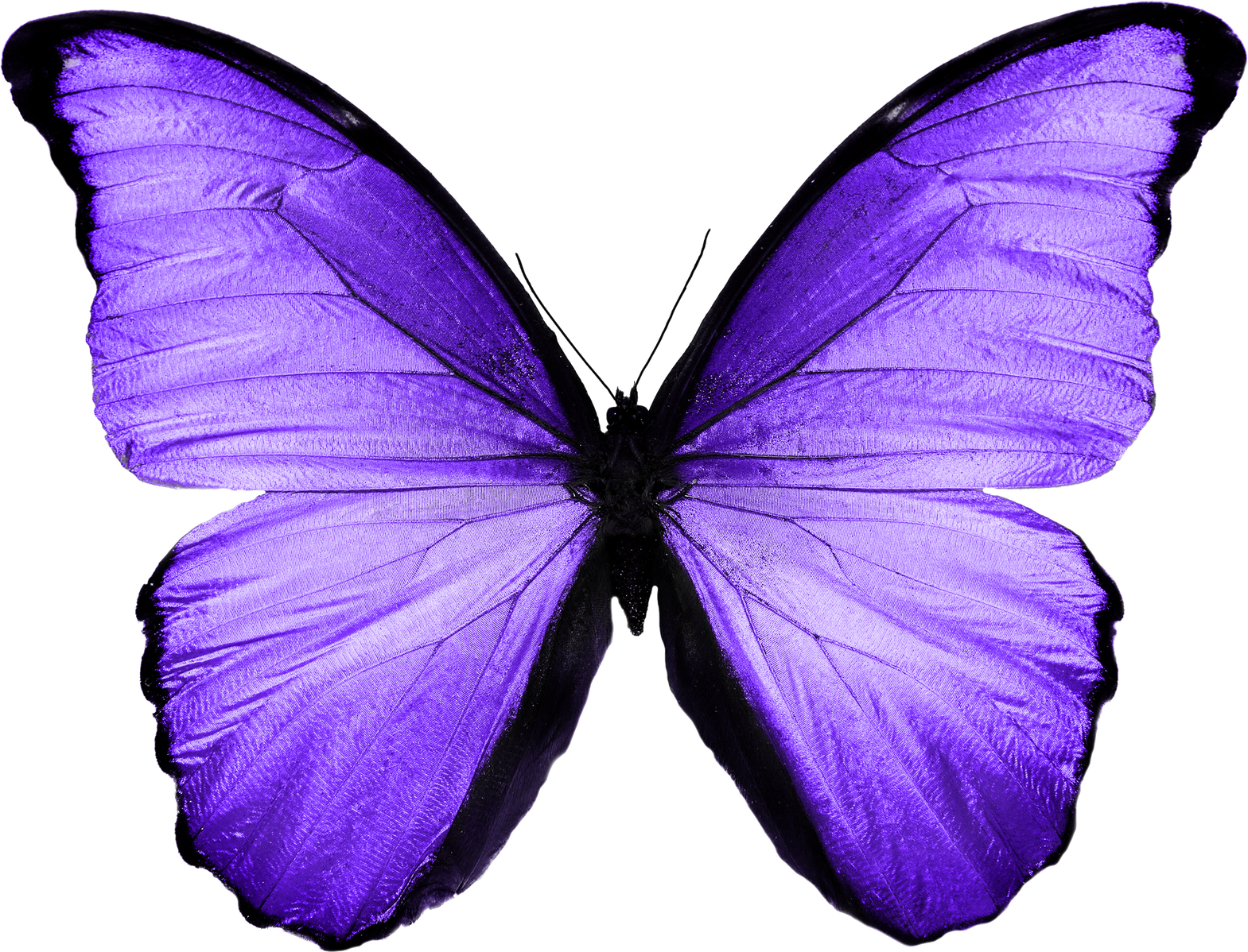 Colored Silhouette of Purple Butterfly